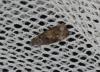 Endothenia sp.